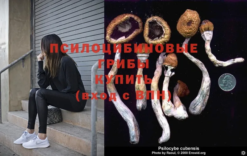 Псилоцибиновые грибы Magic Shrooms  Западная Двина 